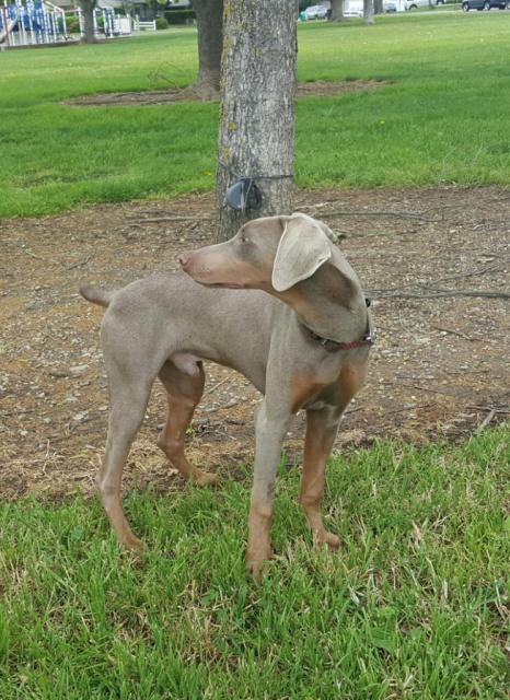 Otis Walking in Yard (Medium)